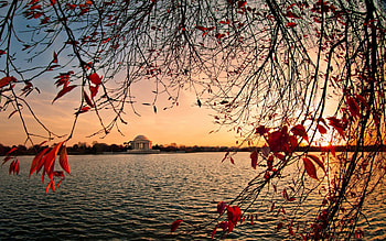 jefferson memorial across the tidal basin, basin, memorial, autumn, sunset, tree HD wallpaper