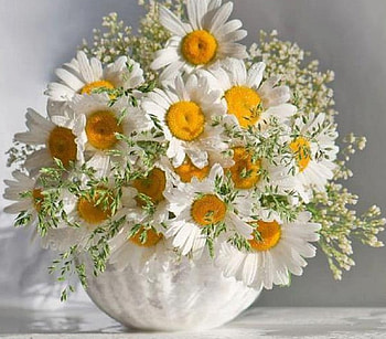 Daisies, still life, nature, flowers HD wallpaper