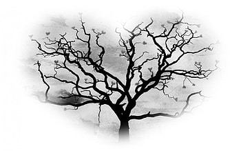 *, love, bw, nature, heart, wp, tree HD wallpaper
