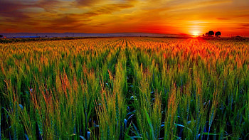 Farm fields, Wheat crops, Sunrise beauty, Countryside HD wallpaper