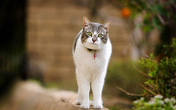 Animals, Cat, Spotted, Spotty, Stroll, To Stand, Stand HD wallpaper
