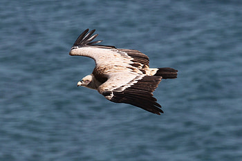 Griffon Vulture, Birdlife Cyprus, Diverse bird species HD wallpaper