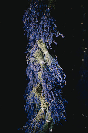 Flowers, Dark, Bouquet, Lavender HD phone wallpaper