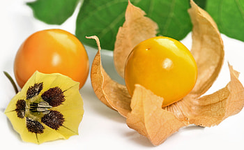 Physalis, Winter survival, Gardening advice, Cold weather tips HD wallpaper
