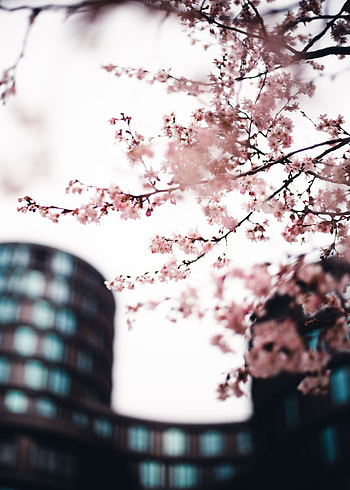 Flowers, Pink, Sakura, City, Wood, Tree, Branches HD phone wallpaper