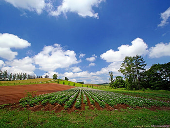 wild field , landscape, nature HD wallpaper
