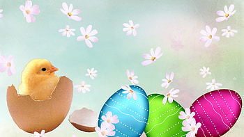 Spring Chick, firefox persona, easter, flowers, spring, eggs HD wallpaper