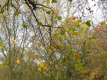 Fall in Suffolk, trees, autumn, colours, fall HD wallpaper