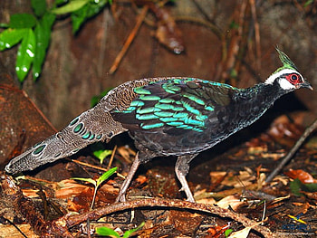 palawan_peacock, peacock, palawan HD wallpaper