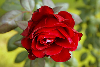 Flowers, Flower, Rose Flower, Rose, Bud, Close-Up HD wallpaper