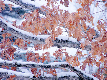 Winter Oak Leaves, Winter, graphy, Snow, Trees, Nature, Oak Leaves, Autumn HD wallpaper