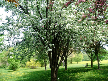 no words, white, blossoms, green, huge, grass, tree HD wallpaper