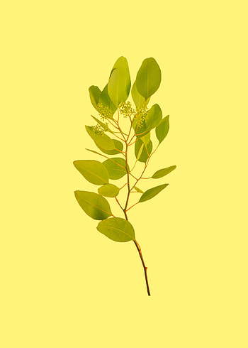 Leaves, Miscellanea, Miscellaneous, Branch HD phone wallpaper