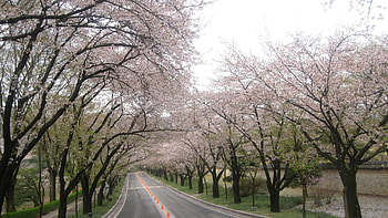 Nature, Trees, Road, Markup HD wallpaper