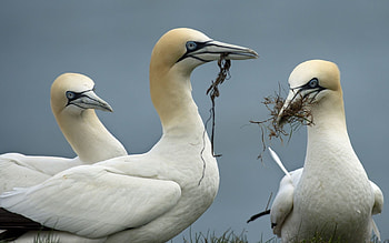 Animals, Nature, Birds, Background HD wallpaper