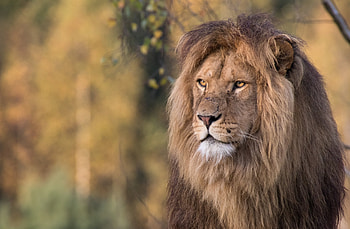 Animal, Lion, Depth Of Field HD wallpaper