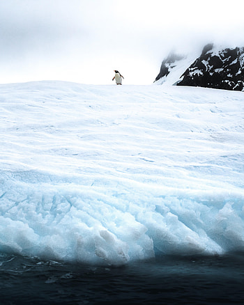 Animals, Ice, Snow, Antarctica, Penguin, Antarctic HD phone wallpaper
