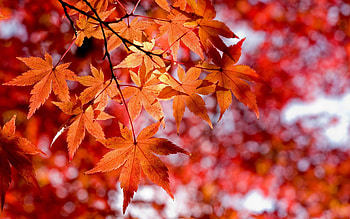 Maple leaf tree, Stunning , Nature's artwork, Vibrant backgrounds HD wallpaper