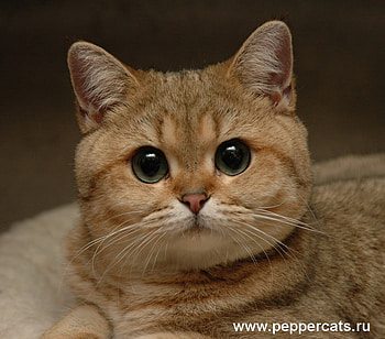 Sweet eyes, sweet, animal, kitten, cat, feline HD wallpaper