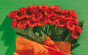 Flowers, Background, Leaves, Gerberas, Typography, Registration HD wallpaper