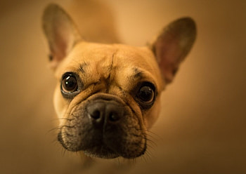 Dog, sweet, animal, dogs, cute, beautiful, puppys, puppy, pretty, animals, lovely HD wallpaper
