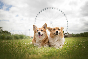 Couple, Corgis HD wallpaper