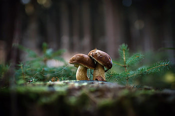 Mushrooms , Nature background, Full HD wallpaper