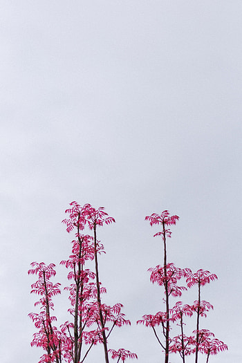 Nature, Sky, Leaves, Pink, Bush, Branches HD phone wallpaper