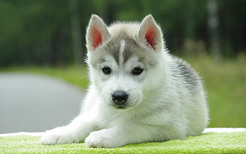 Dog, , Eye-catching, Perfect for HD wallpaper