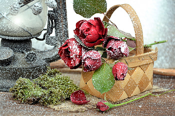 ღ, rose, still life, roses, with love, red roses, nature, flowers HD wallpaper
