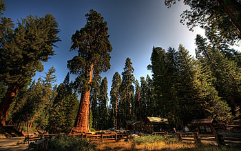 Redwoods , and mobile, National park admiration HD wallpaper