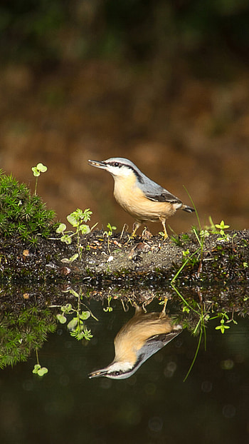 Eurasian nuthatch, Birds HD phone wallpaper
