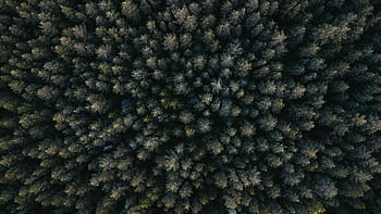 Explore the intricate patterns of a dense forest seen from above in this drone shot. HD wallpaper