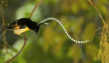 Bird, amazing, strange, yellow HD wallpaper