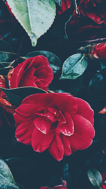 Flowers, Leaves, Bush, Flower HD phone wallpaper