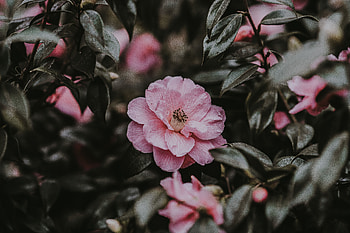 Flowers, Pink, Bush, Flower, Wild Rose HD wallpaper