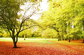 Autumn Day, shadow, fall, bunch, orange, park, leaves, green, red, fields, trees, autumn, nature, sky HD wallpaper