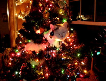Sleeping In The Tree, Cats, Sleeping, Christmas, Tree HD wallpaper