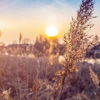 Sunrise, Golden horizon, New beginnings, Nature's awakening HD phone wallpaper