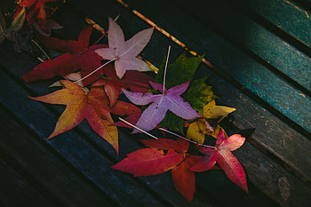 Colorful Leaves Autumn , leaves, nature, autumn HD wallpaper