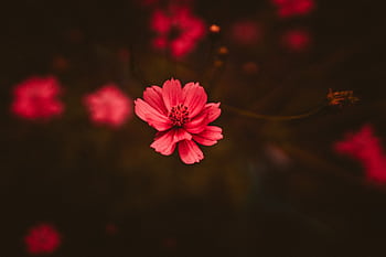 A beautiful close-up macro shot of a pink cosmos flower in full bloom, set against a dark background. HD wallpaper