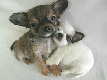 Friends for Life, animals, pets, dogs, pals, cute HD wallpaper