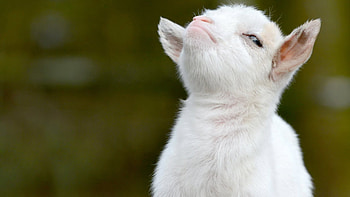 goat , Proud goat, excellence, Windows background HD wallpaper