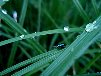 Grass, Drops, Macro, Surface, Insect, Bug, Beetle HD wallpaper