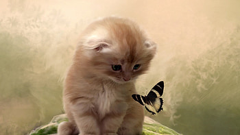 Animals, Cats HD wallpaper