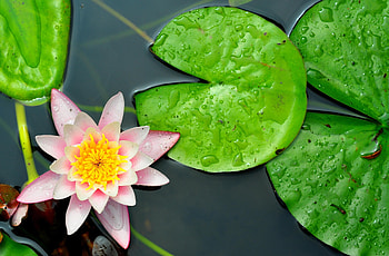 Flowers, Water, Leaves, Close-Up, Water Lily HD wallpaper