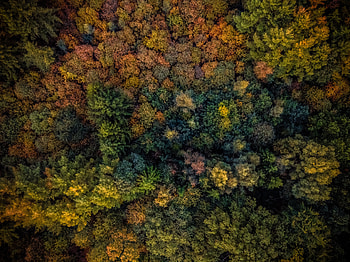 Autumn, trees, forest, aerial view HD wallpaper