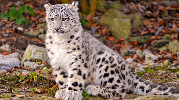 Leopard, Snow Leopard, Cute animals, Nature's wonders HD wallpaper