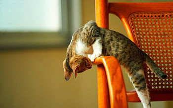 Cute cat, cute, cat, pet, animals HD wallpaper