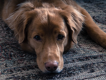 Animals, Lies, Dog, Muzzle, Sadness, Sorrow HD wallpaper